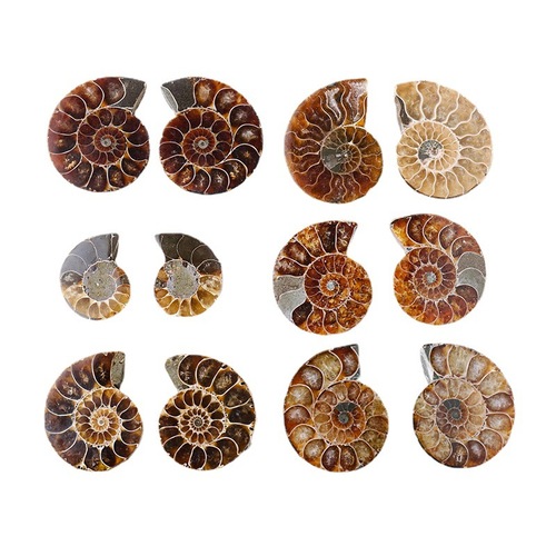 Natural conch fossil pendant necklace raw stone ore mineral specimen men's and women's jewelry ammonite slices