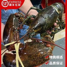 鲜活野生龙虾波士顿龙海鲜水产鲜活商用批发工厂批发混