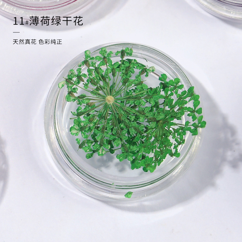 그린 레이스 플라워 (3 박스)