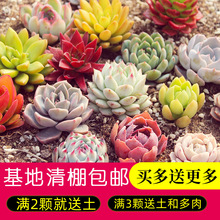 ���b���֑��˶�С����ֲ�ﾫƷ���ܺ��B��ֲ��M�������k��������