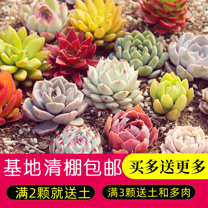 套装新手懒人多小盆栽植物花卉好养肉植物组合盆栽办公室肉肉
