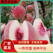 һ�����l���A������϶��Ҙ����޽��簫���Ҙ�ӭѩ�������ϱ���