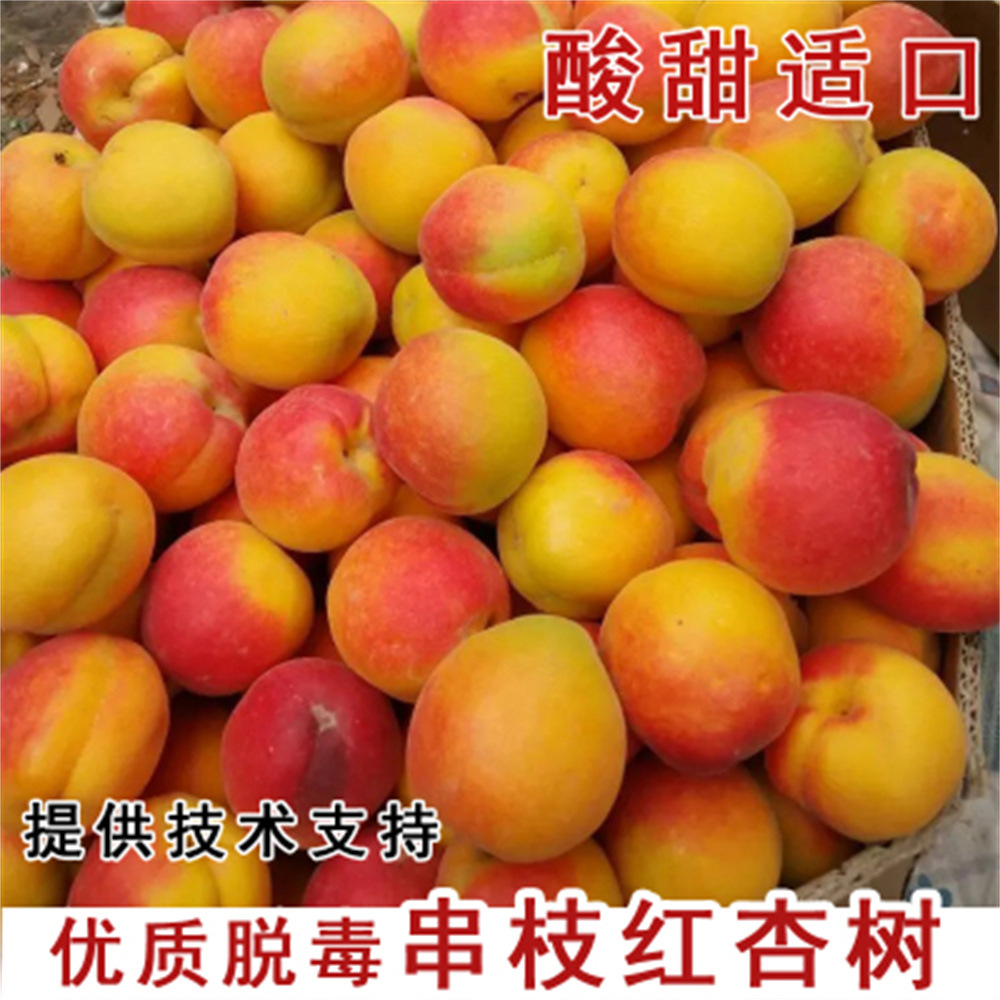 当年结果杏树树苗特大嫁接早熟甜杏子盆栽地栽庭院南方北方种植苗
