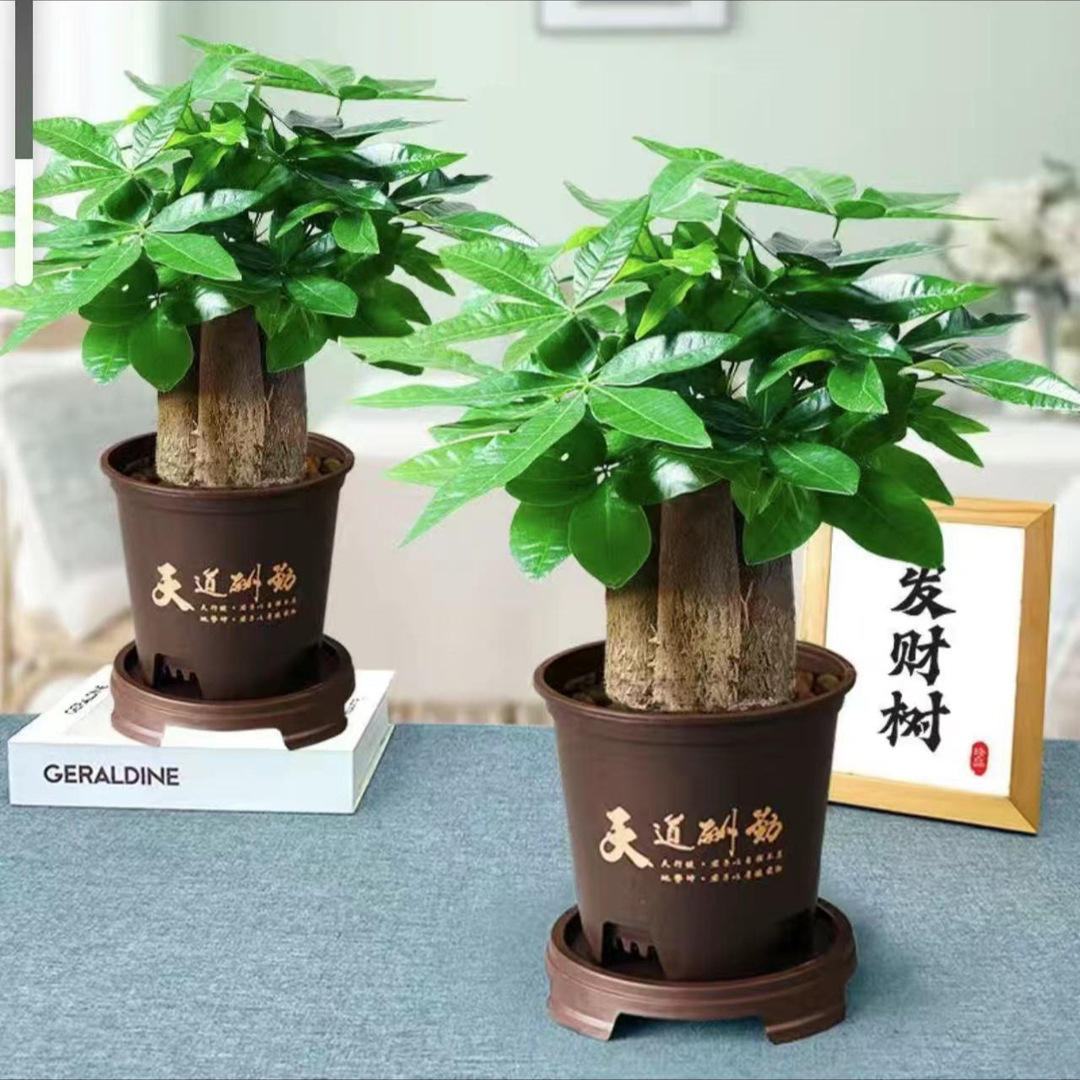 árboles ricos pequeñas plantas de maceta flores verdes plantas de oficina absorción de formaldehído árboles hidropónicos de bambú de lapis verde buena alimentación maceta