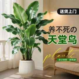 仿真绿植;仿真枝叶和树;仿真花