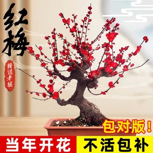 �t÷�������Ϙ��辰���������̨ͥԺ�����ʹ��ļ������ͺ�ֲ��