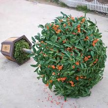 һ�����l�ļ������Ԙ������������ʽ�辰�����Gֲ��������ֲ��