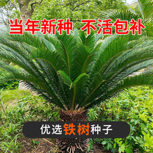 铁树盆景铁树客厅盆栽四季常青绿植庭院办公室耐寒耐旱南北方种植