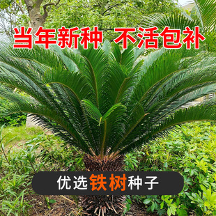 �F���辰�F��͏d�����ļ�����GֲͥԺ�k�����ͺ��ͺ��ϱ����Nֲ