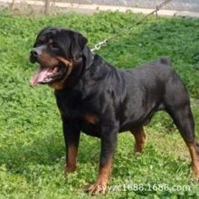 大型纯种德系幼犬猛犬护卫犬活体双血统幼犬幼崽罗威纳