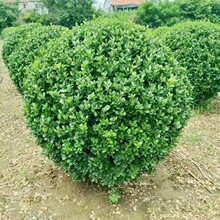 һ�����l���~�������ļ�����ֲ�ﻨ������ͥԺ�����h�ʘ�G����ľ