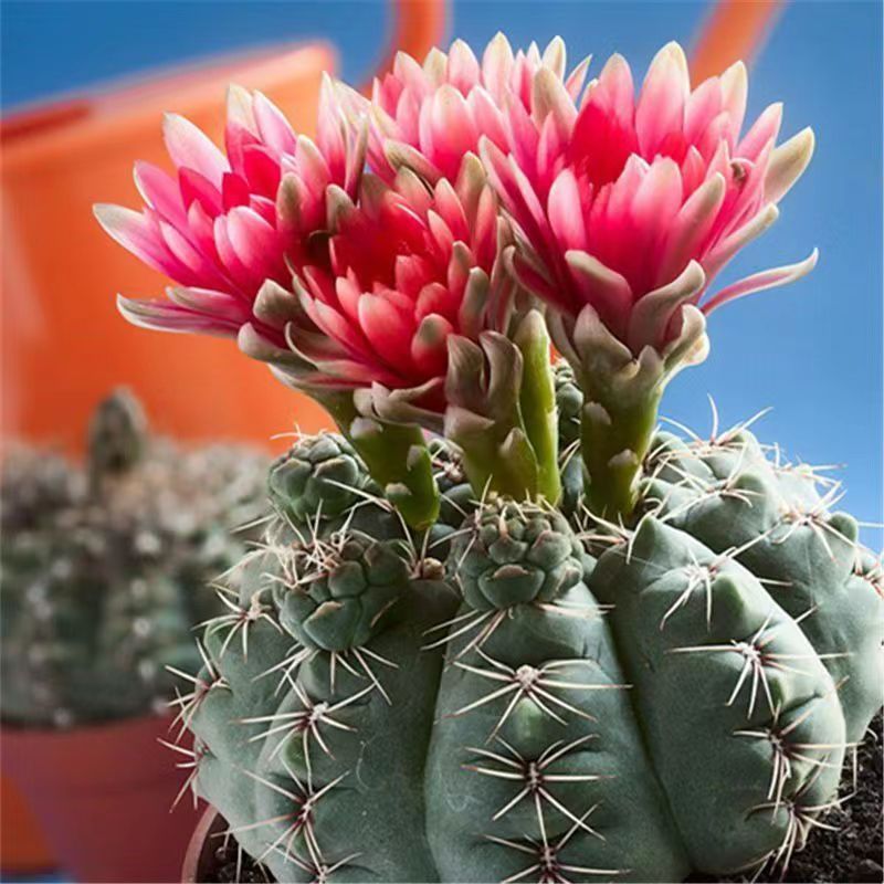 Flor de jade cactus florece en todas las estaciones, embellece el aire, el balcón, la sala de estar, la oficina, las plantas verdes, las flores en macetas