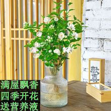 一件代发水培植物茉莉花盆栽苗室内桌面办公室水养懒人鲜花绿植九
