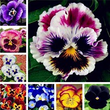 三色堇种子耐寒花种子阳台花卉三色堇庭院开花植物多年生种子四季