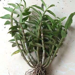 �FƤʯ��3���������r�l�����������m��ֲ��@ˇ