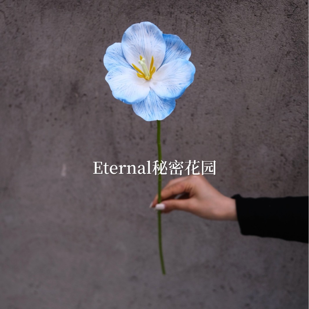 오픈 튤립 화이트 블루