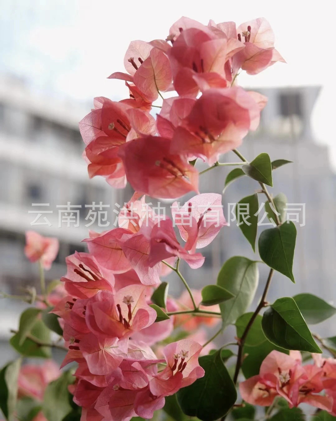 2aa334abba6ff14e2a248c2bf21e01