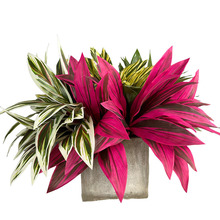 �����콶�����F�����ֲ�������쾰���˽�ɢβ���Gֲ���ÿ羳ֲ��