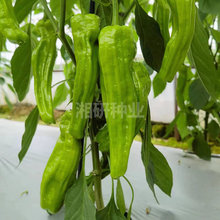 ����-������������챡Ƥ �\�Gɫ �L���\��15-18*5���׻�Ƥ�ݽ�