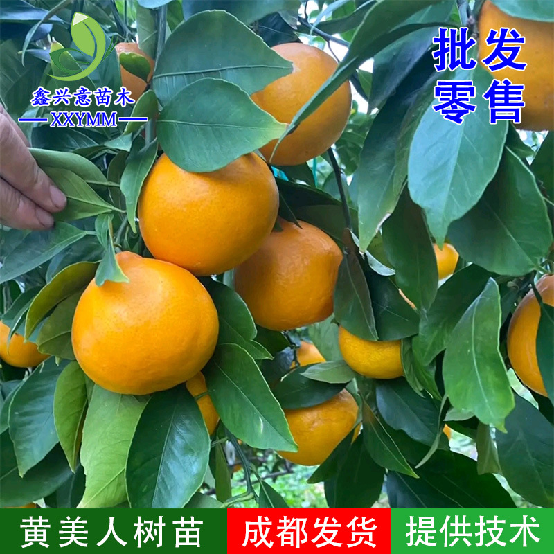 黄美人树苗爱媛68号新品种无核柑橘苗四川热销果树苗爱莎华美一号