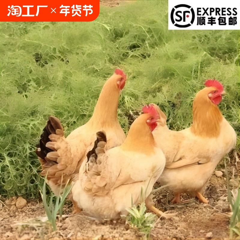 三黄鸡温氏农家散养土鸡新鲜现杀整鸡冷冻生鲜商用活鸡走地白条鸡