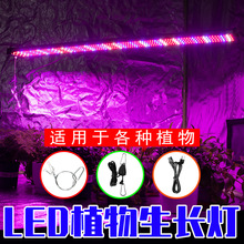 �t������ledֲ�����L��ȫ���V�����a����ܜ���ˮ��Nֲ���l����