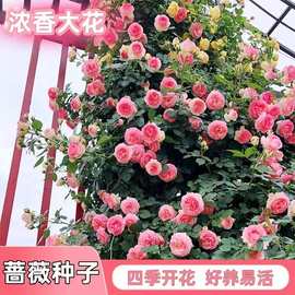 无刺蔷薇种子蔷薇种子藤本粉簇蔷薇花种子四季浓香庭院爬藤植物