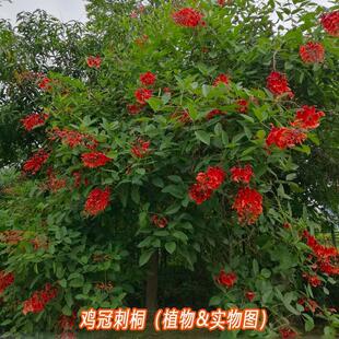 �u�ڴ�ͩ�N��������u�ڹ����e�Q�u�ڶ�������ͩ�����t���~��ľ