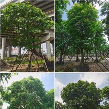 弯杆 造型 观花乔木红花玉蕊 好养易种庭院盆景展示区树木