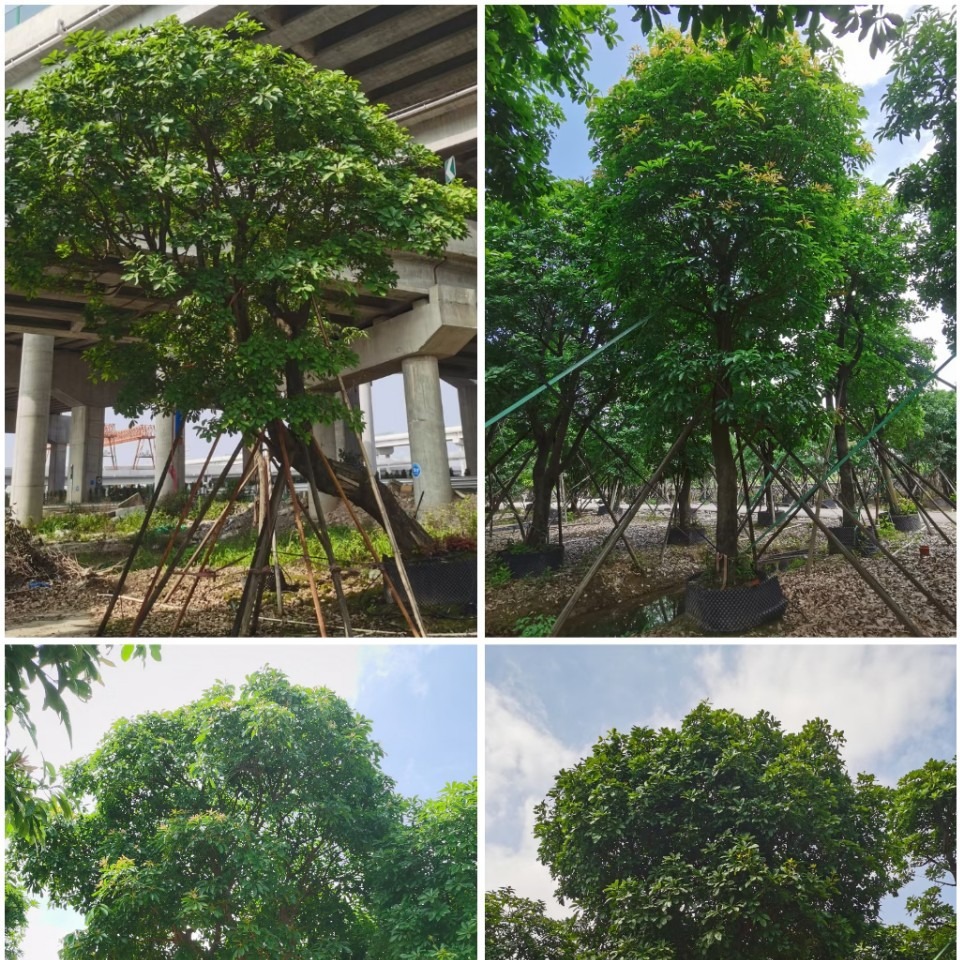 弯杆 造型 观花乔木红花玉蕊 好养易种庭院盆景展示区树木