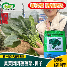 奥美肉肉菠菜种子 农田菜园杂交中早熟叶绿肥厚耐抽苔菠菜蔬菜籽