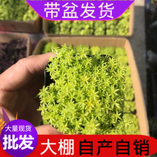 黄金草 黄金草品牌 图片 价格 黄金草批发 阿里巴巴 黄金草 黄金草品牌 图片 价格 黄金草批发 阿里巴巴