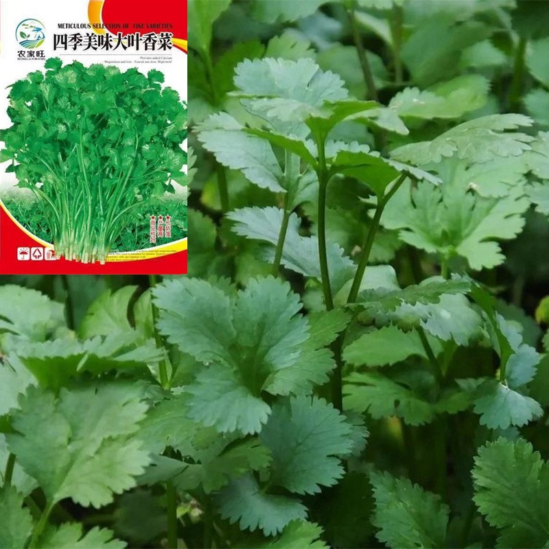Wholesale Four-Season Coriander Seeds for Indoor Potted Garden Large-Leaf Coriander Coriander Seeds Vegetable Company Herb Cold-Resistant