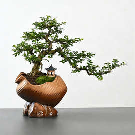 创意海螺造型粗陶花盆厂家批发 榆树盆景绿植造景专用陶瓷盆