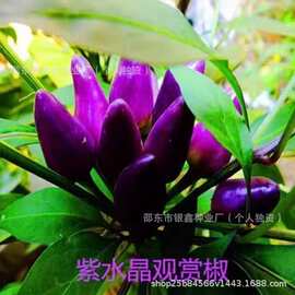 紫水晶观赏椒种子紫水晶蟠桃辣椒种子原装四季蔬菜种子大全菜种子