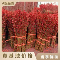 Сычуаньская серебряная ива оптом цветная ива красная ива серебряная ива бутон ива китайский Новый год