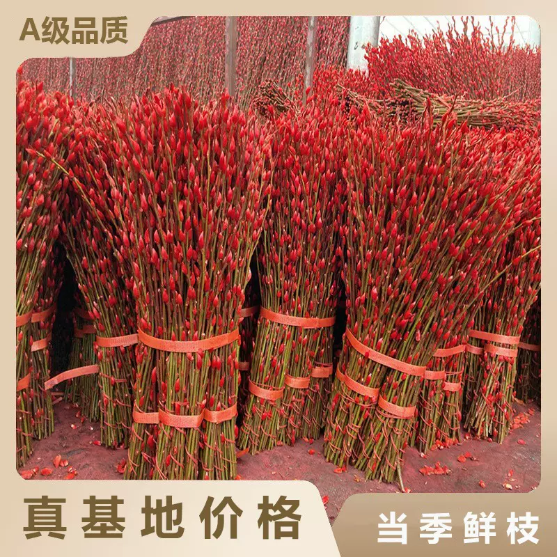 四川银柳批发 彩柳 红柳 银芽柳 春节年宵花卉干花插花 银柳鲜枝