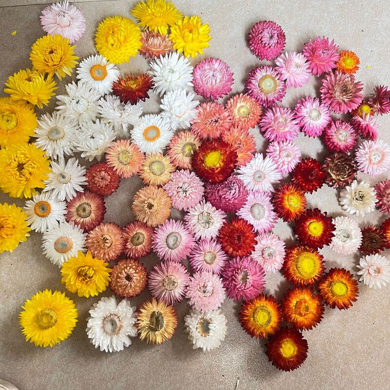 Colorful Daisy dried flower head wholesale diy material bag straw chrysanthemum real flower material hand photo decoration