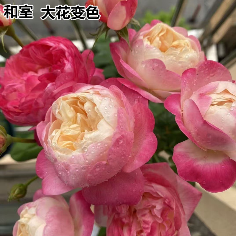 和室月季渐变多色玫瑰阳台盆栽勤花灌木四季开花欧月梦幻多变花苗