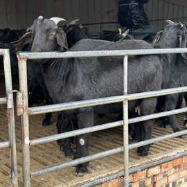 批发努比亚黑山羊 品种好小羊羔活体努比亚黑山羊场黑山羊