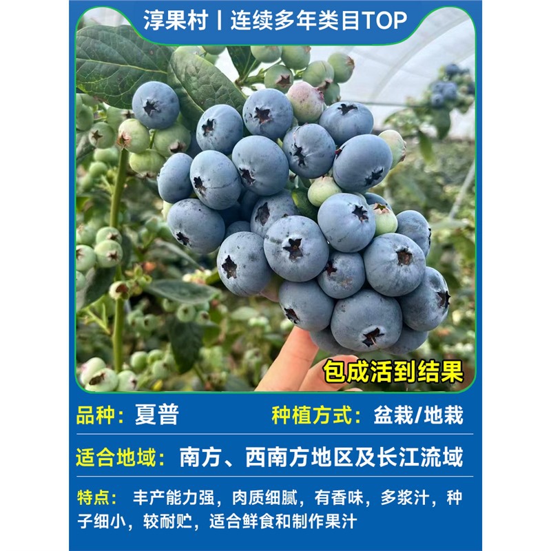 [과일이 있는 큰 모종] 샤프 블루 키 50-60cm (과일은 크고 달콤하며 즙이 많음) 원본