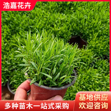 �ر�ʯ�����ԚWʯ���޸����ܵر��ݻ�ͥԺ ���^�G�����̵ر�ʯ��