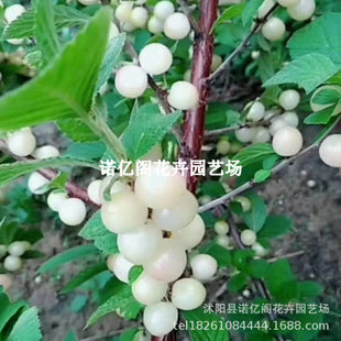 ���Ҙ�������������܇���Ә����ϱ����Nֲ������箔��������