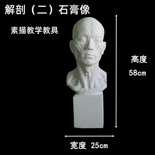 解刨（二）石膏像石膏头像渔民解剖美术素描教学教具肌肉模型摆件