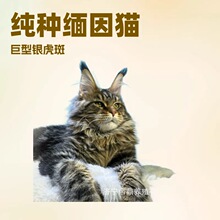 ���N���;���؈���Lë��؈���w��Ѭ�y�����׾�����_С؈��������
