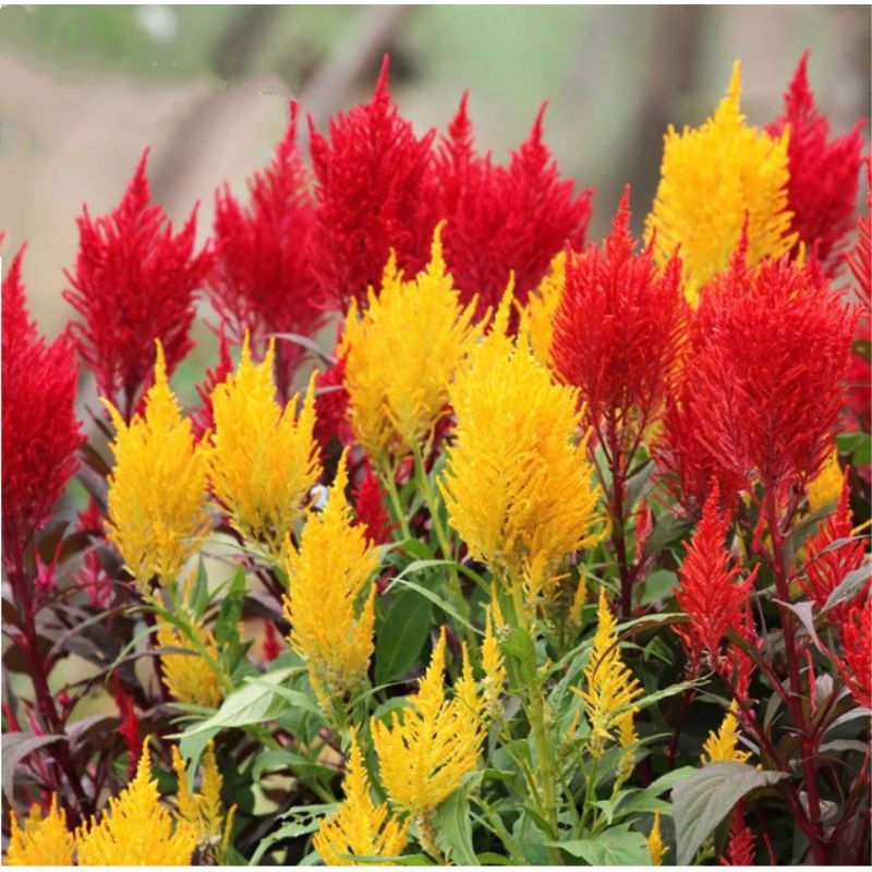 凤尾鸡冠花种子庭院室外四季种易活盆栽耐旱室外花卉扇状鸡冠花籽