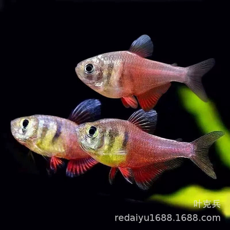 Шанхайские оптовые пламенные флаговые рыбки, флаговые рыбки, маленькие рыбки, тропические декоративные рыбки, рыбки с большим крючком, группа для плавания в травяном аквариуме
