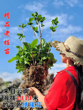 绣球花老桩无尽夏18年大苗庭院阳台盆栽八仙花变色大花球易活