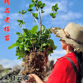 绣球花老桩无尽夏18年大苗庭院阳台盆栽八仙花变色大花球易活