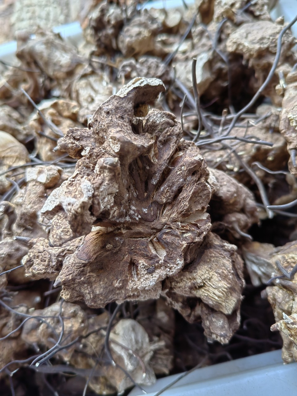 Wu Bi Jia Ge Root (Jie Yuan Gen) — Dried Food Herb for Wine & Tea Infusion overview